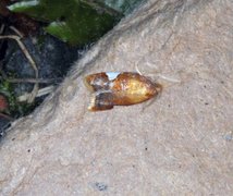 Rød flatvikler (Acleris holmiana)