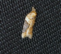 Jordbær-/buskflatvikler (Acleris comariana/laterana)