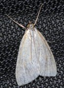 Blek engmott (Udea lutealis)