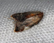 Rød flatvikler (Acleris holmiana)