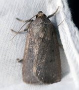 Grått pyramidefly (Amphipyra tragopoginis)