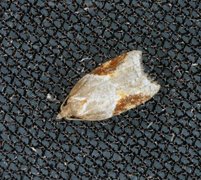 Jordbær-/buskflatvikler (Acleris comariana/laterana)