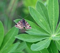 Brunt slåttefly (Euclidia glyphica)