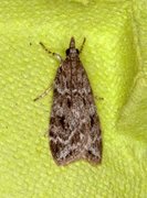 Junimosemott (Scoparia ambigualis)