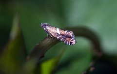 Glyphipterix forsterella