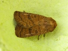 Lyst ringurtefly (Hoplodrina octogenaria)