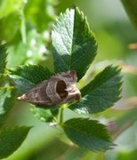 Rustrød rosevikler (Notocelia uddmanniana)