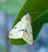 Gul tigerspinner (Spilarctia lutea)