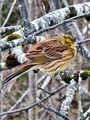 Gulspurv (Emberiza citrinella)