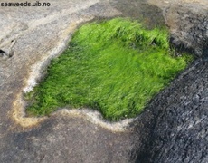 Tarmgrønske (Ulva intestinalis)