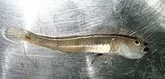 Kutlingfamilien (Gobiidae)