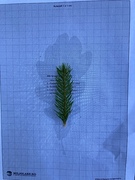 Gran (Picea abies)