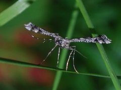 Svinerotfjærmøll (Amblyptilia punctidactyla)