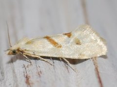 Ryllikpraktvikler (Aethes smeathmanniana)