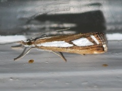 Treflekket nebbmott (Catoptria permutatella)