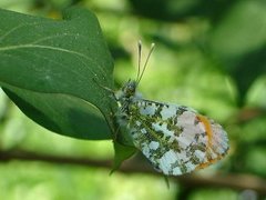 Aurorasommerfugl (Anthocharis cardamines)