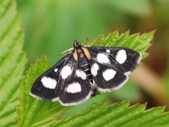 Gullrisengmott (Anania funebris)