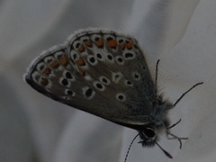 Sankthansblåvinge (Aricia artaxerxes)