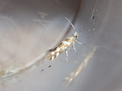 Oreblomstmøll (Argyresthia goedartella)