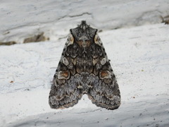 Grått kappefly (Lithophane consocia)