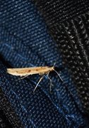 Caloptilia betulicola/elongella