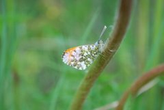 Aurorasommerfugl (Anthocharis cardamines)