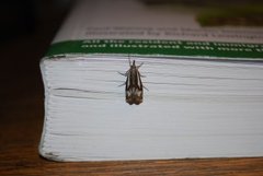 Myrnebbmott (Crambus alienellus)