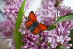 Purpurgullvinge (Lycaena hippothoe)