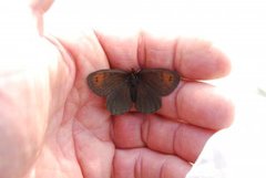 Fjellringvinge (Erebia pandrose)