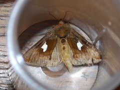 Storflekket metallfly (Autographa bractea)