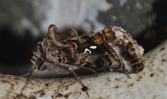 Fiolettbrunt metallfly (Autographa pulchrina)