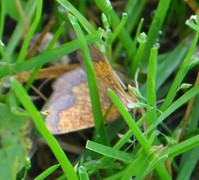 Ospebrannmåler (Epione vespertaria)