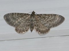 Engdvergmåler (Eupithecia satyrata)