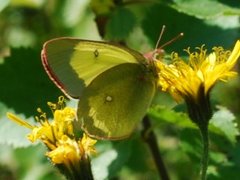 Myrgulvinge (Colias palaeno)