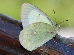 Myrgulvinge (Colias palaeno)