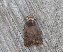 Grått pyramidefly (Amphipyra tragopoginis)