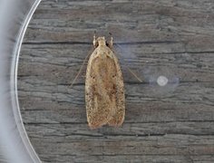 Agonopterix nervosa