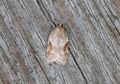 Buskflatvikler (Acleris laterana)