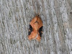 Buskflatvikler (Acleris laterana)