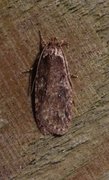 Agonopterix heracliana