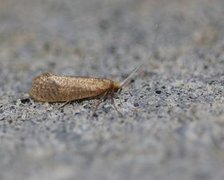 Nematopogon swammerdamella