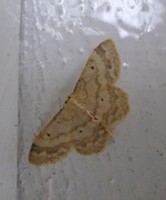 Randengmåler (Idaea biselata)