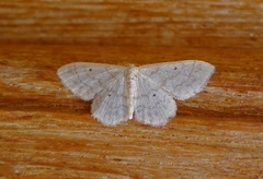 Randengmåler (Idaea biselata)