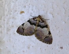 Fiolett rosemåler (Anticlea derivata)