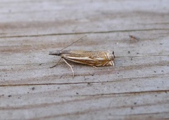 Smalstreknebbmott (Crambus lathoniellus)