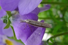 Pleurota bicostella