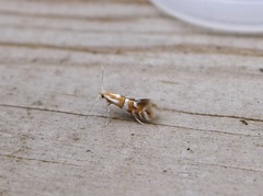 Phyllonorycter hilarella