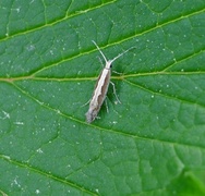 Vandrekålmøll (Plutella xylostella)