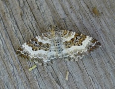 Grå mauremåler (Epirrhoe alternata)