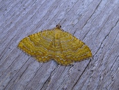 Gullmåler (Camptogramma bilineata)